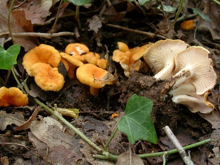 861 Novembre vecchio ritrovamento